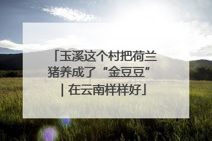 玉溪这个村把荷兰猪养成了“金豆豆”｜在云南样样好
