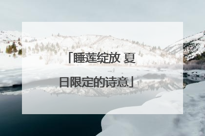 睡莲绽放 夏日限定的诗意