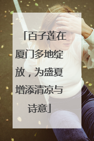 百子莲在厦门多地绽放，为盛夏增添清凉与诗意