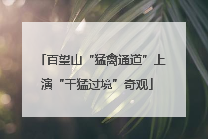百望山“猛禽通道”上演“千猛过境”奇观