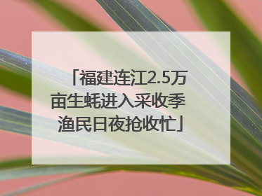福建连江2.5万亩生蚝进入采收季 渔民日夜抢收忙