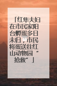 红隼夫妇在市民家阳台孵蛋多日未归，市民将蛋送往红山动物园“抢救”