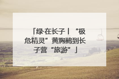绿·在长子丨“极危精灵”黄胸鹀到长子营“旅游”