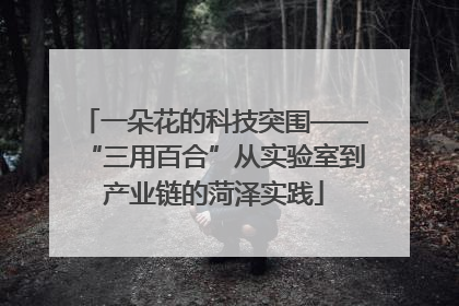 一朵花的科技突围——“三用百合”从实验室到产业链的菏泽实践