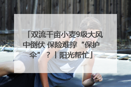 双流千亩小麦9级大风中倒伏 保险难撑“保护伞”？丨阳光帮忙