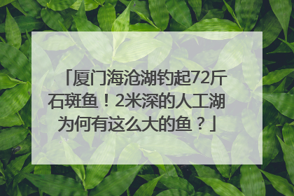 厦门海沧湖钓起72斤石斑鱼！2米深的人工湖为何有这么大的鱼？