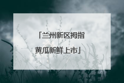 兰州新区拇指黄瓜新鲜上市