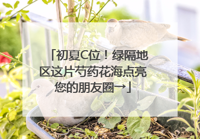 初夏C位！绿隔地区这片芍药花海点亮您的朋友圈→