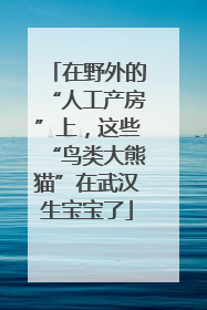 在野外的“人工产房”上，这些“鸟类大熊猫”在武汉生宝宝了