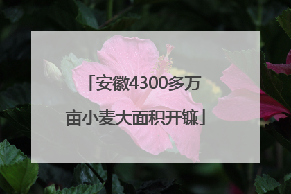 安徽4300多万亩小麦大面积开镰