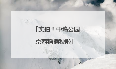 实拍！中坞公园京西稻插秧啦