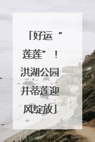 好运“莲莲”！洪湖公园并蒂莲迎风绽放