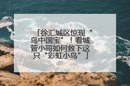 徐汇城区惊现“鸟中国宝”！看城管小哥如何救下这只“彩虹小鸟”