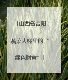 山西省昔阳：蔬菜大棚里的“绿色财富”