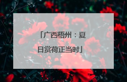 广西梧州：夏日赏荷正当时
