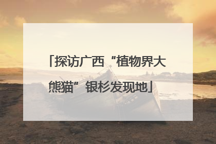 探访广西“植物界大熊猫”银杉发现地