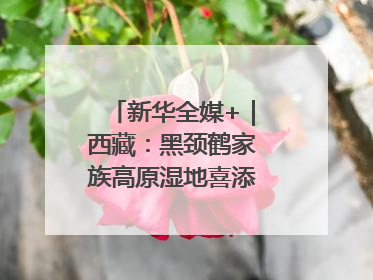新华全媒+｜西藏：黑颈鹤家族高原湿地喜添“萌宝”