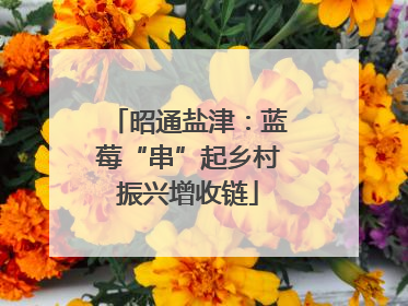 昭通盐津：蓝莓“串”起乡村振兴增收链