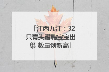 江西九江：32只青头潜鸭宝宝出巢 数量创新高