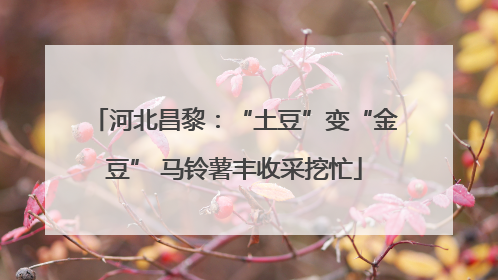 河北昌黎：“土豆”变“金豆” 马铃薯丰收采挖忙