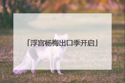 浮宫杨梅出口季开启