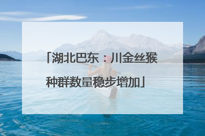 湖北巴东：川金丝猴种群数量稳步增加
