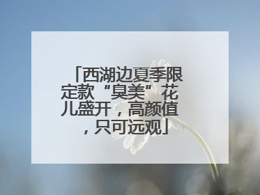 西湖边夏季限定款“臭美”花儿盛开，高颜值，只可远观