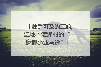 触手可及的宝藏湿地：淀湖村的“魔都小亚马逊”