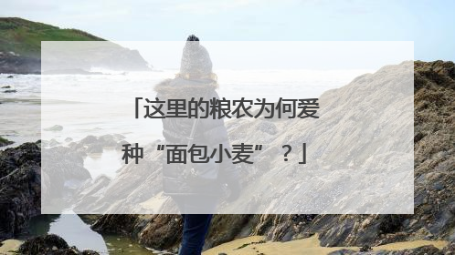 这里的粮农为何爱种“面包小麦”？