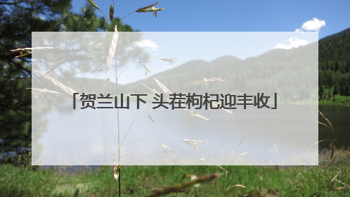 贺兰山下 头茬枸杞迎丰收