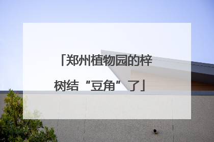 郑州植物园的梓树结“豆角”了