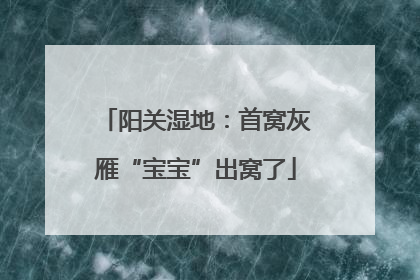 阳关湿地：首窝灰雁“宝宝”出窝了