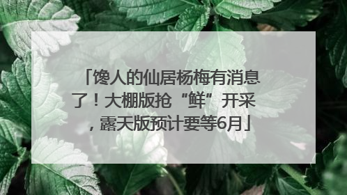 馋人的仙居杨梅有消息了！大棚版抢“鲜”开采，露天版预计要等6月