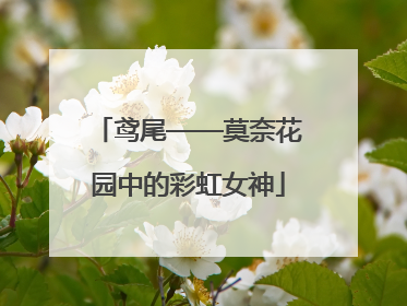 鸢尾——莫奈花园中的彩虹女神